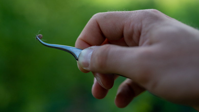 Tick held between tweezers