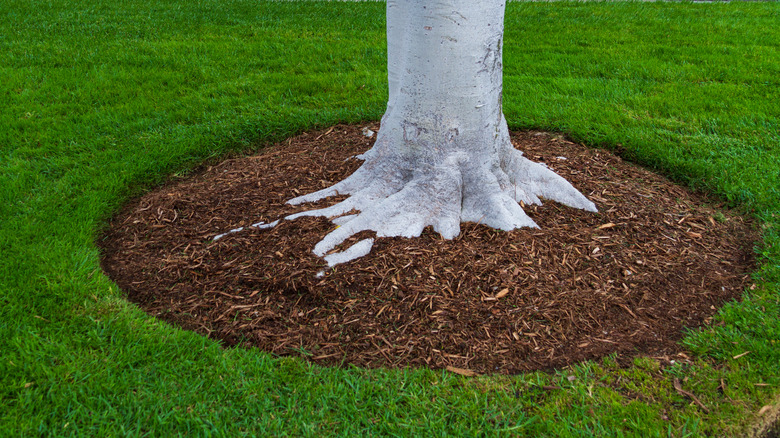 Properly mulched tree