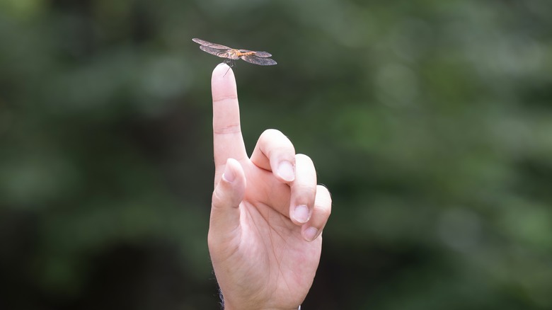 Dragonfly perched on a finger