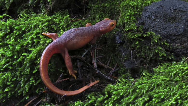 California newt in grass