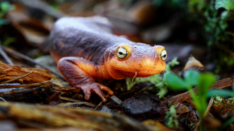 California newt crawling on forest floor