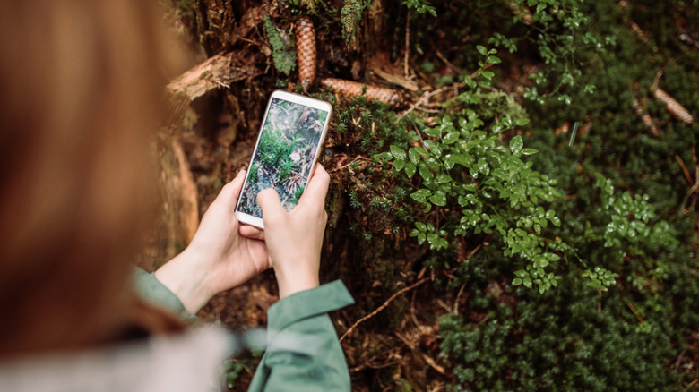 Hiker using plant identification app to discern what plant she is looking at