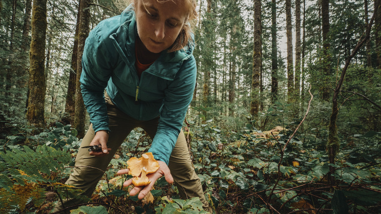 Forager in the forest finding mushrooms