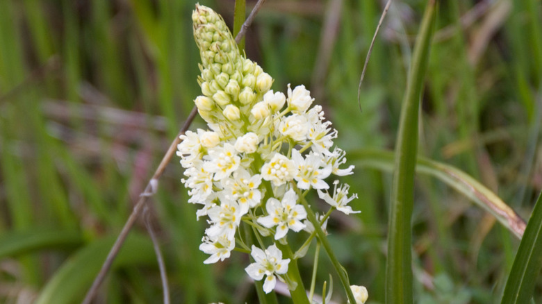 Blooming death camas surrounded by tall grass