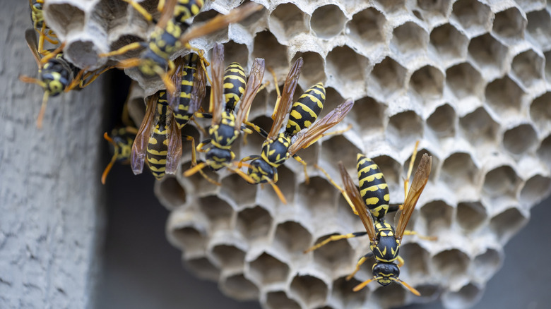 Wasps resting on a wasp nest