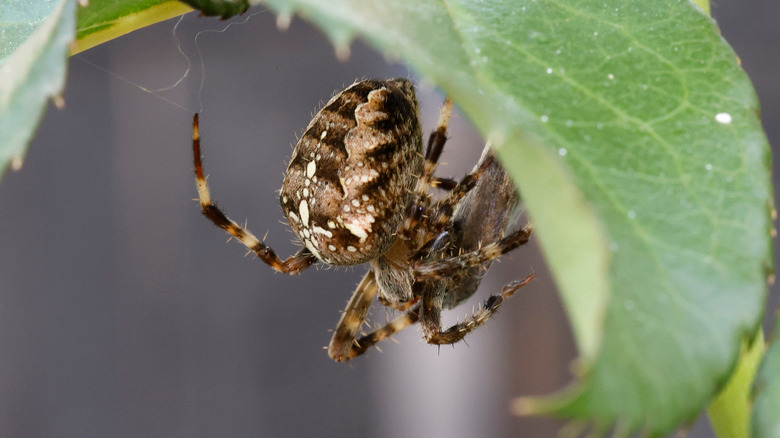 A European garden spider on a green leaf