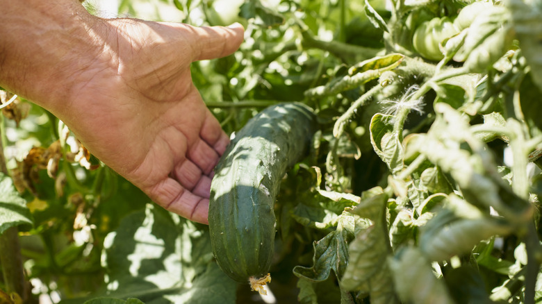 Human hand holding cucumber plant