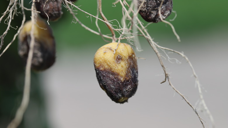 Potatoes with blight disease