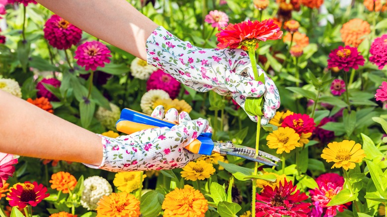 Hands in gardening gloves cutting zinnias