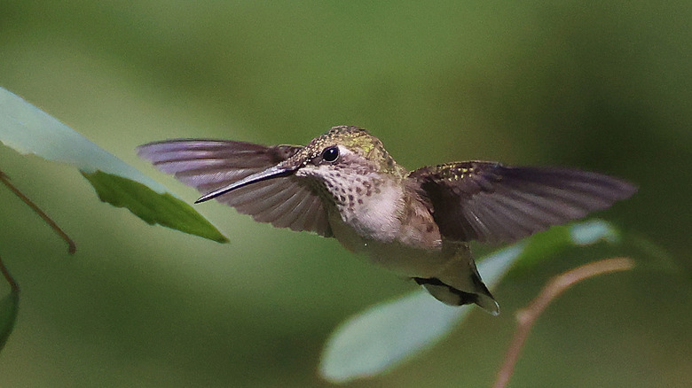 Hummingbird flying