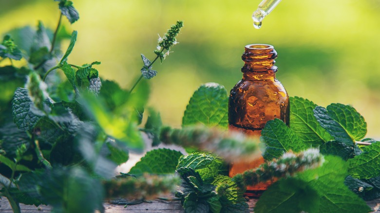 peppermint oil in bottle surrounded by peppermint plants