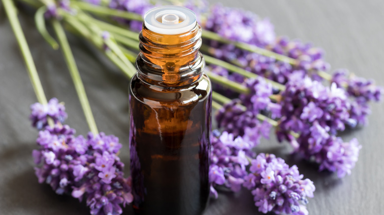 bottle of essential oil lavender flowers