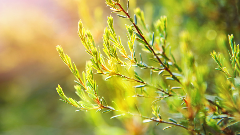 Tea tree plant 