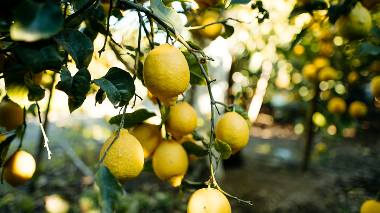 Lemons on lemon trees