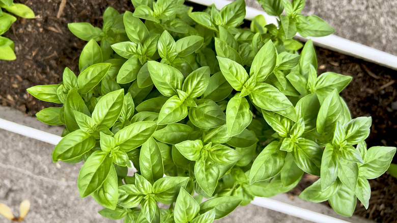 Basil plant