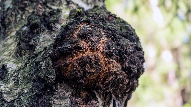 Chaga mushroom on a birch tree