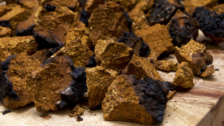 Chunks of chaga mushroom fungus