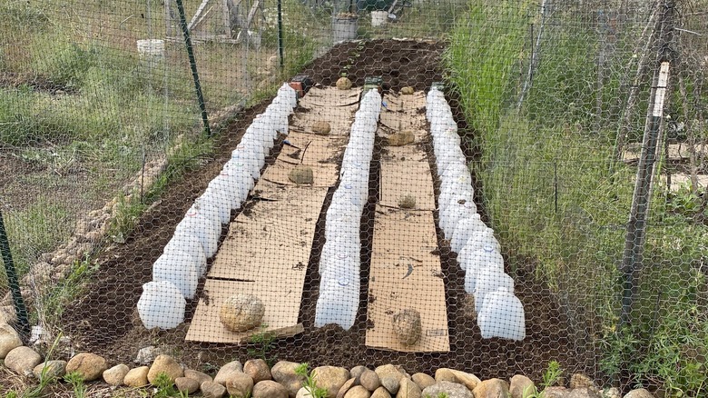 Empty milk jugs protecting plants