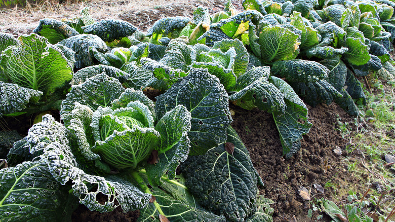 Cabbages with frost on the leaves