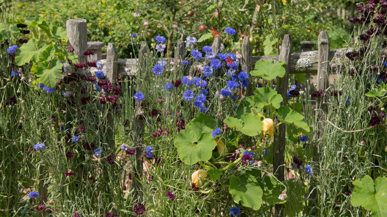 Blue cornflowers growing near squash in garden