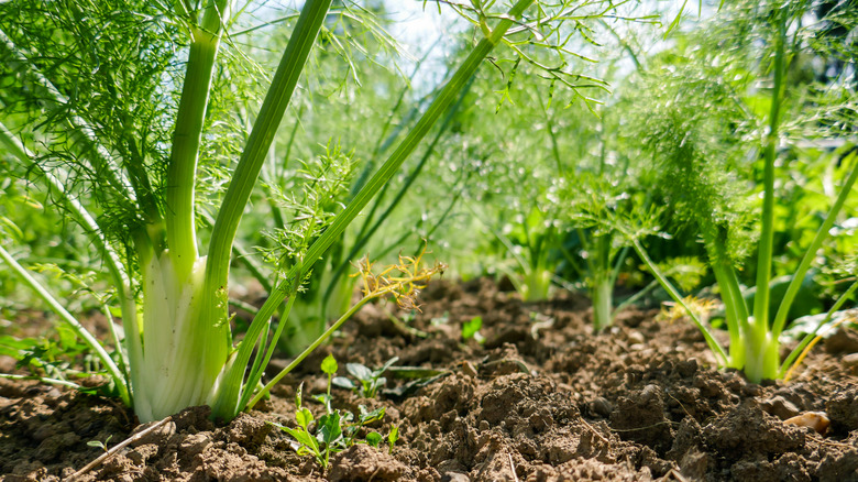 Fennel growing in garden