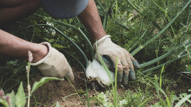 Gardener examining fennel roots