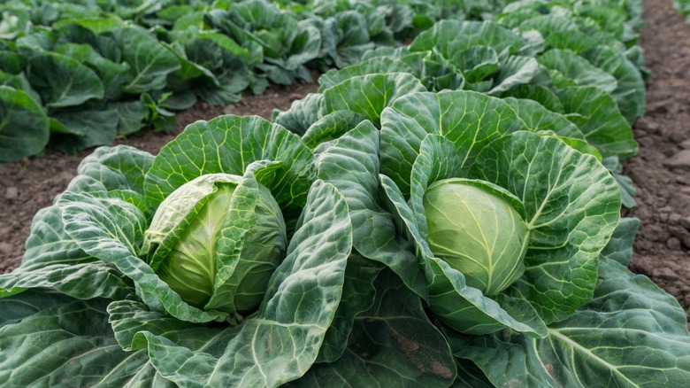 two cabbages growing in the soil
