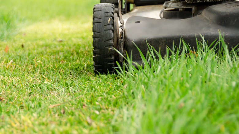 A black lawn mower cutting through tall grass with already-mowed grass on the left