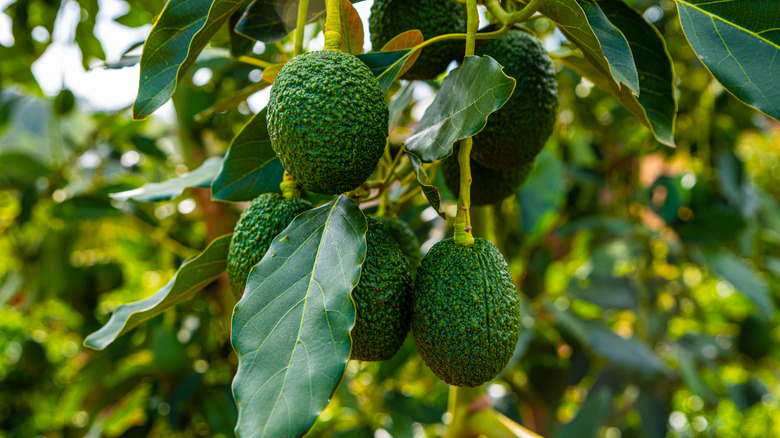 Green avocados on a tree