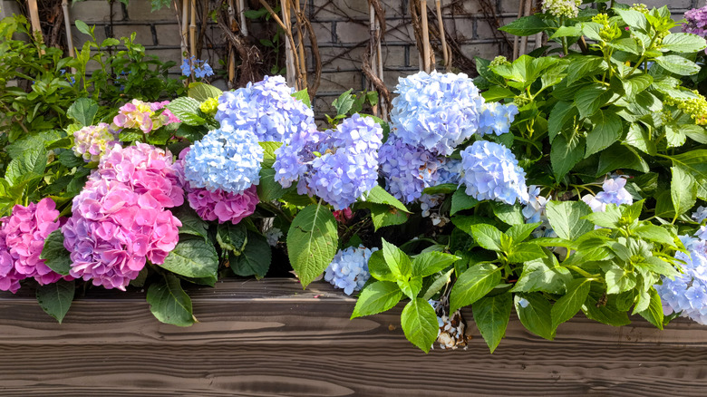 Hydrangeas of all different colors, growing in garden box