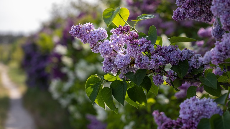 Lilac bushes with purple blooms in summertime