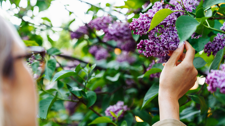 Woman touching lilac flowers