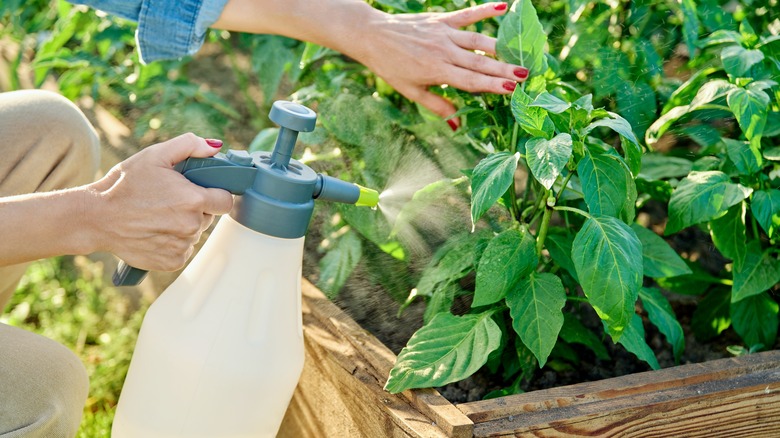 spraying vegetables in garden