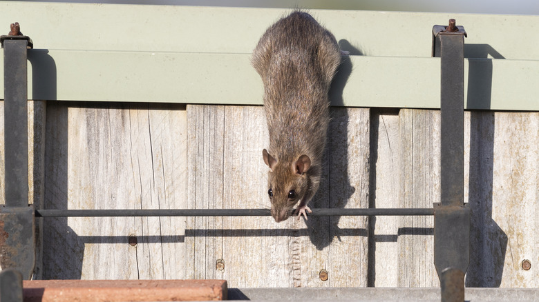 rat crawling onto home property