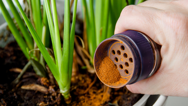 Pouring cinnamon onto plant