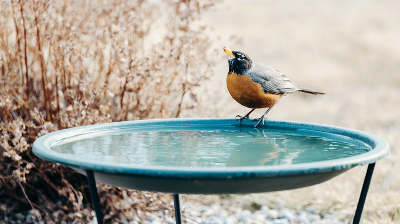 Robin perched on bird bath
