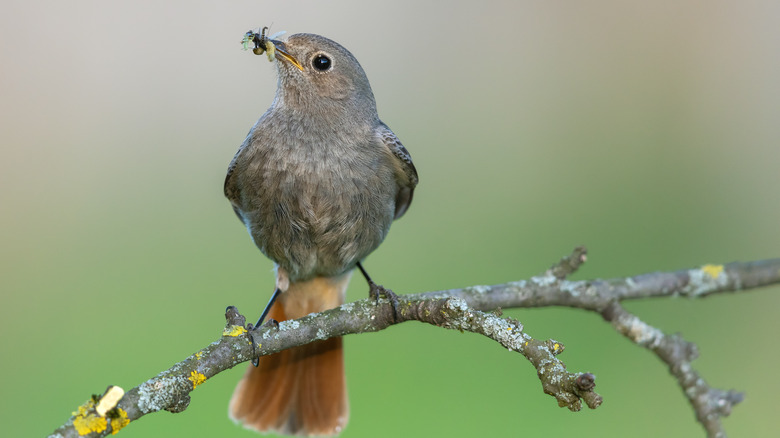 Bird eating a bug on branch