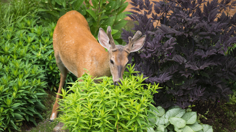 A young male deer feeding on a green plant in a garden