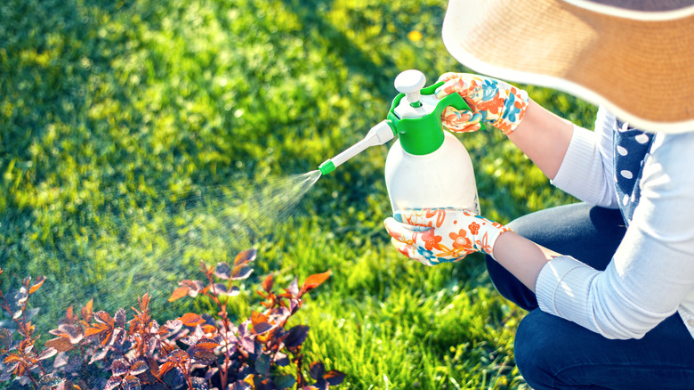 Woman spraying rice water on outdoor plant