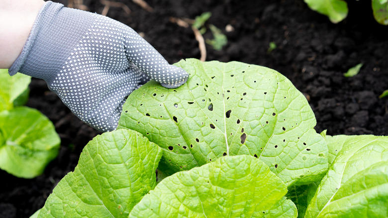 Gardener inspecting insect-damaged plant leaf