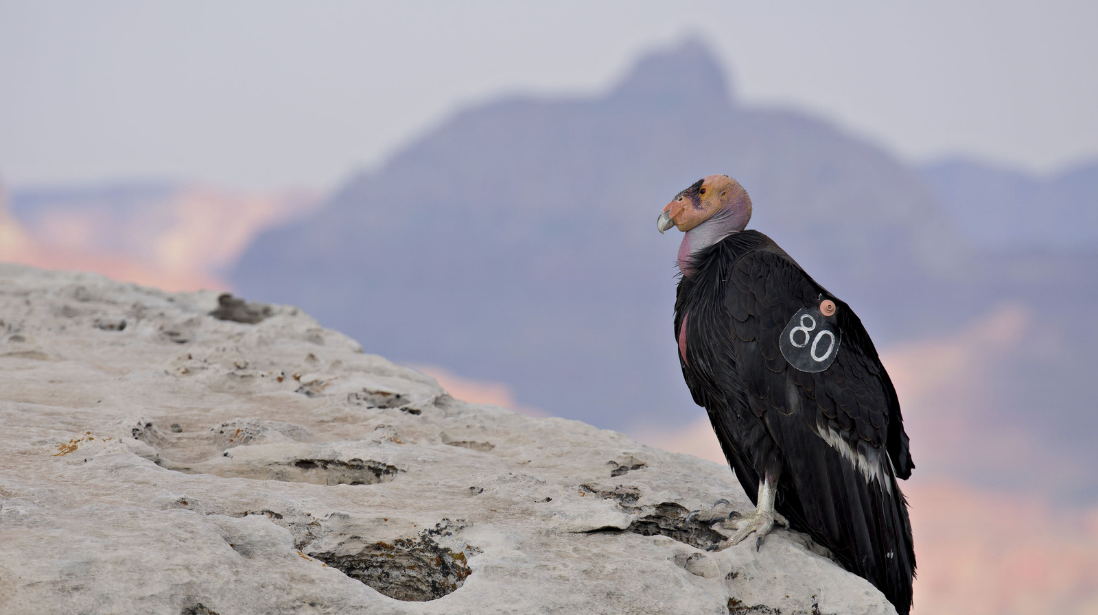 The Largest Bird In North America Is Also One Of The Rarest