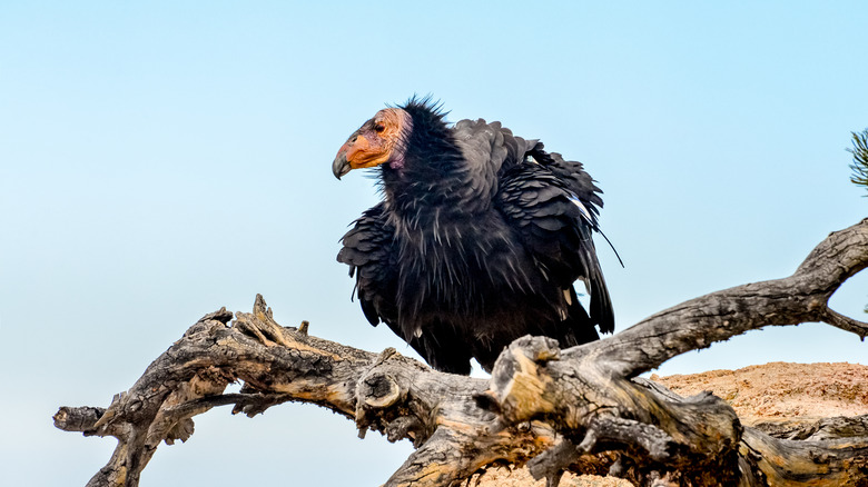 California condor sitting on branch