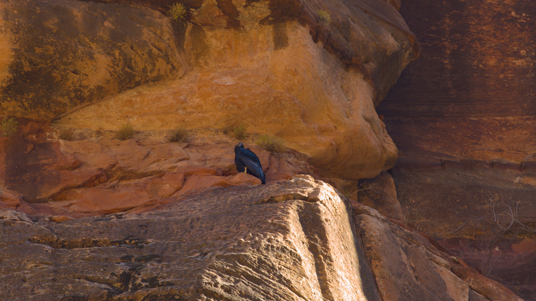 California condor chick on a boulder