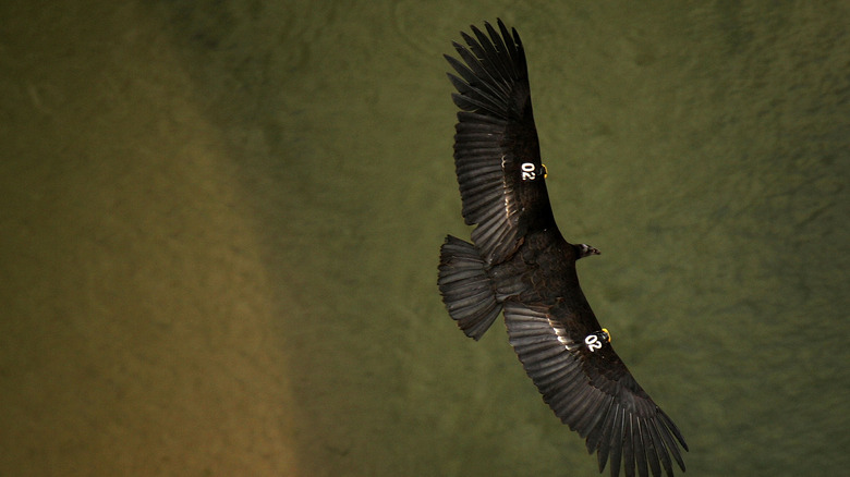 California condor flies over water