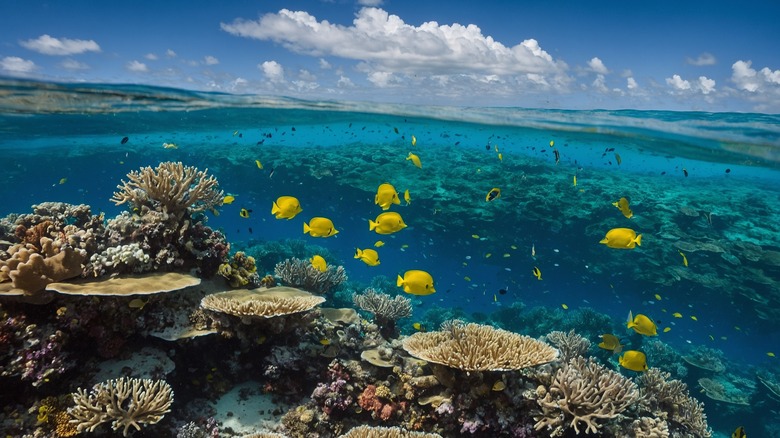 great barrier reef