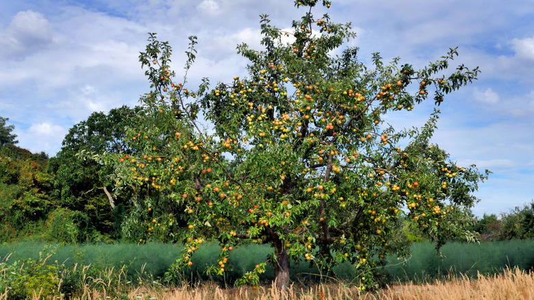 Apple tree fruiting