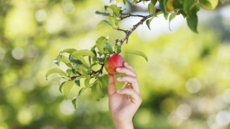 Hand picking fruit from fruit tree