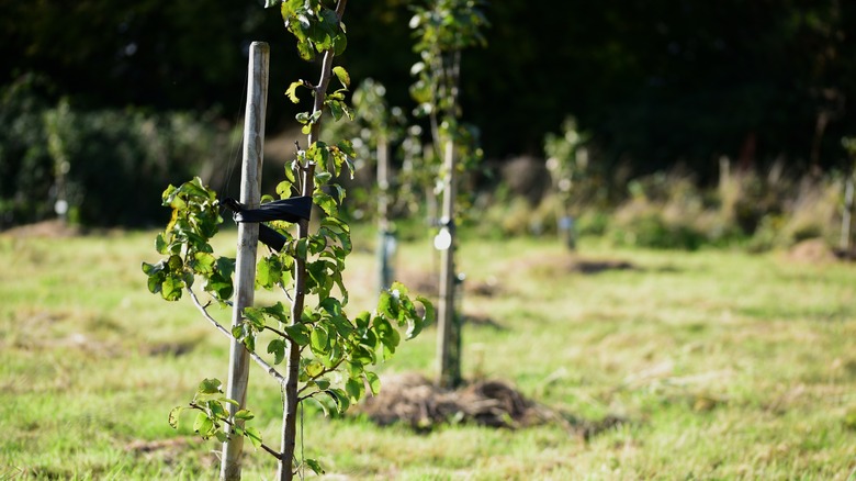 Young fruit trees community garden