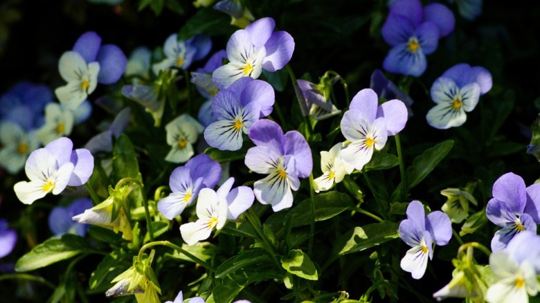 A few purple and white horned violets peeking out from the shade