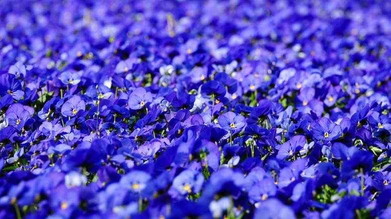 A densely packed field of horned violets